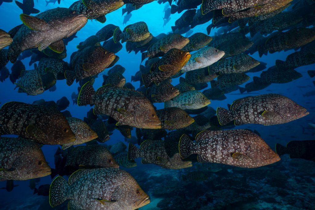 Leatherbass Malpelo