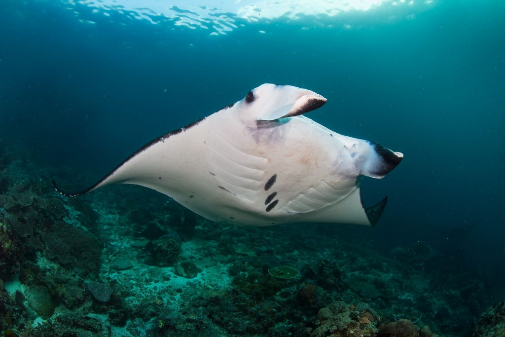 Manta Raja Ampat
