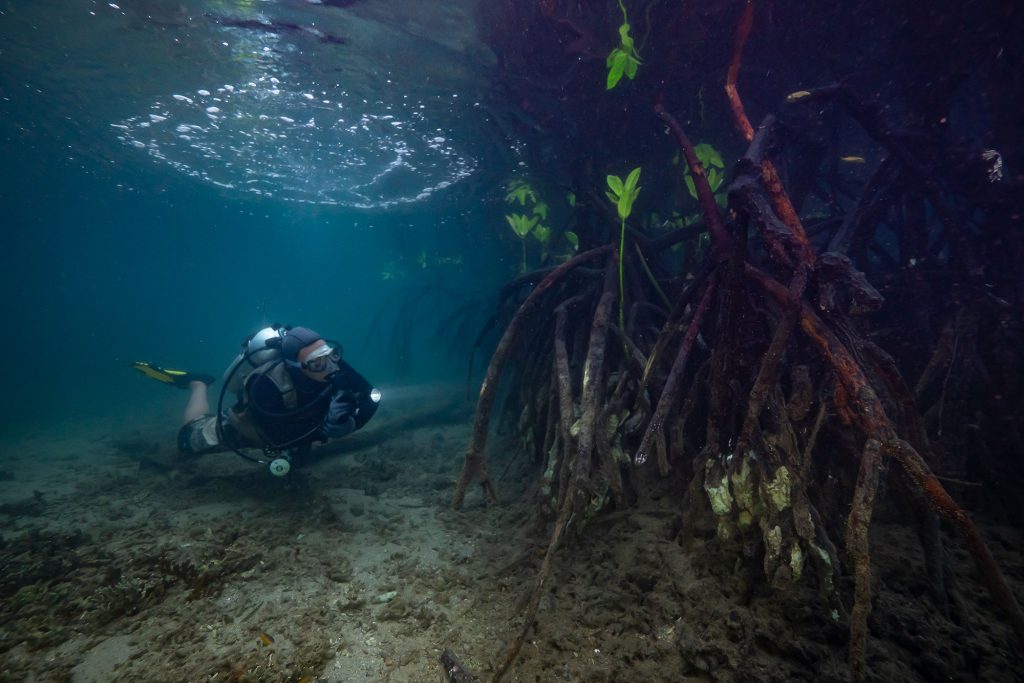 mangrove diver