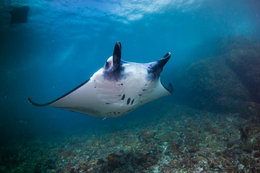 manra reef11