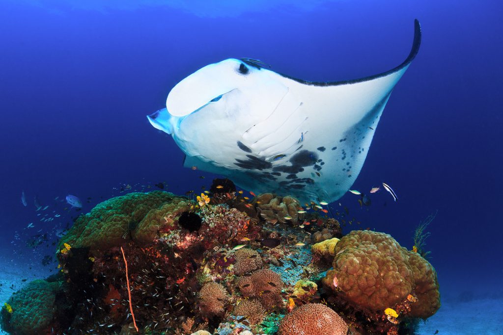 manta