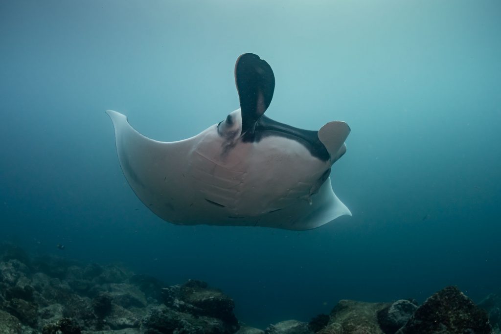 Manta