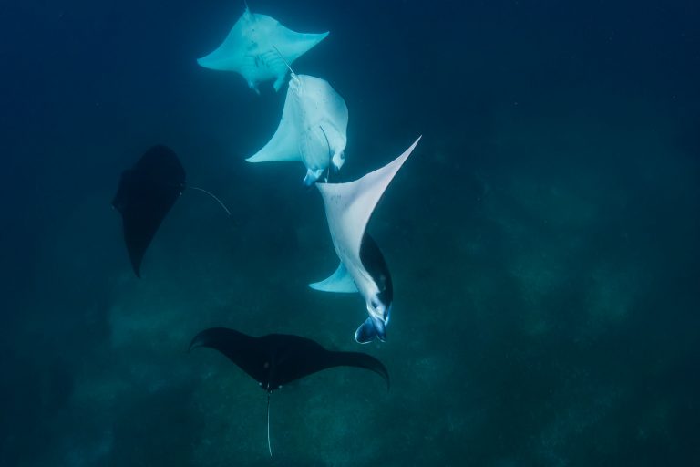 Mantas Komodo