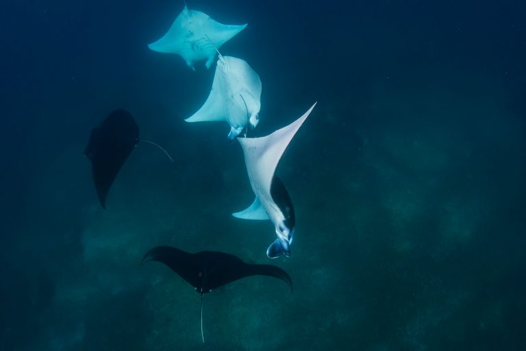 Tauchsafari Wellenreng “Komodo National Park Juni 2024”