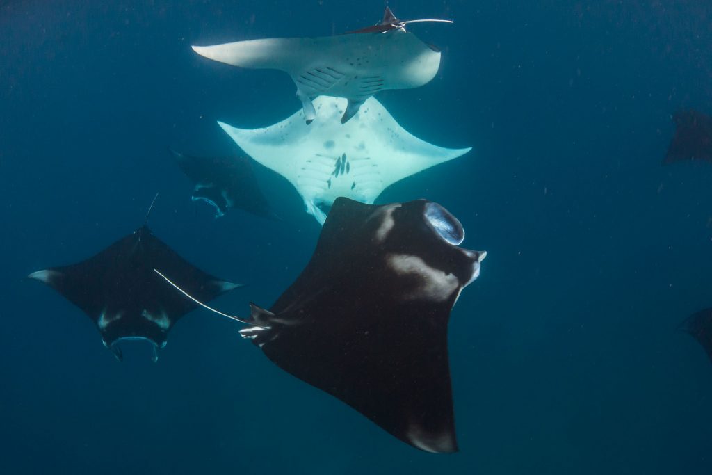Mantas Komodo