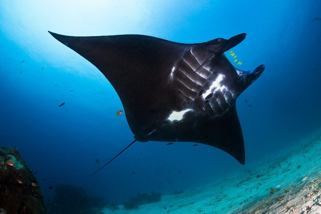 Manta Ray