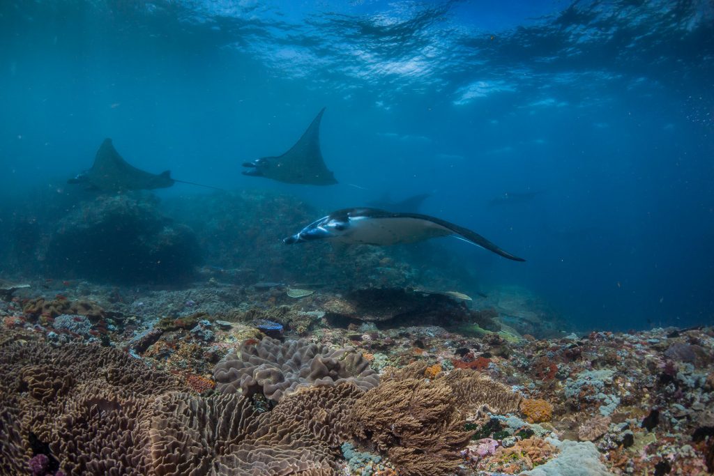 manta reef13