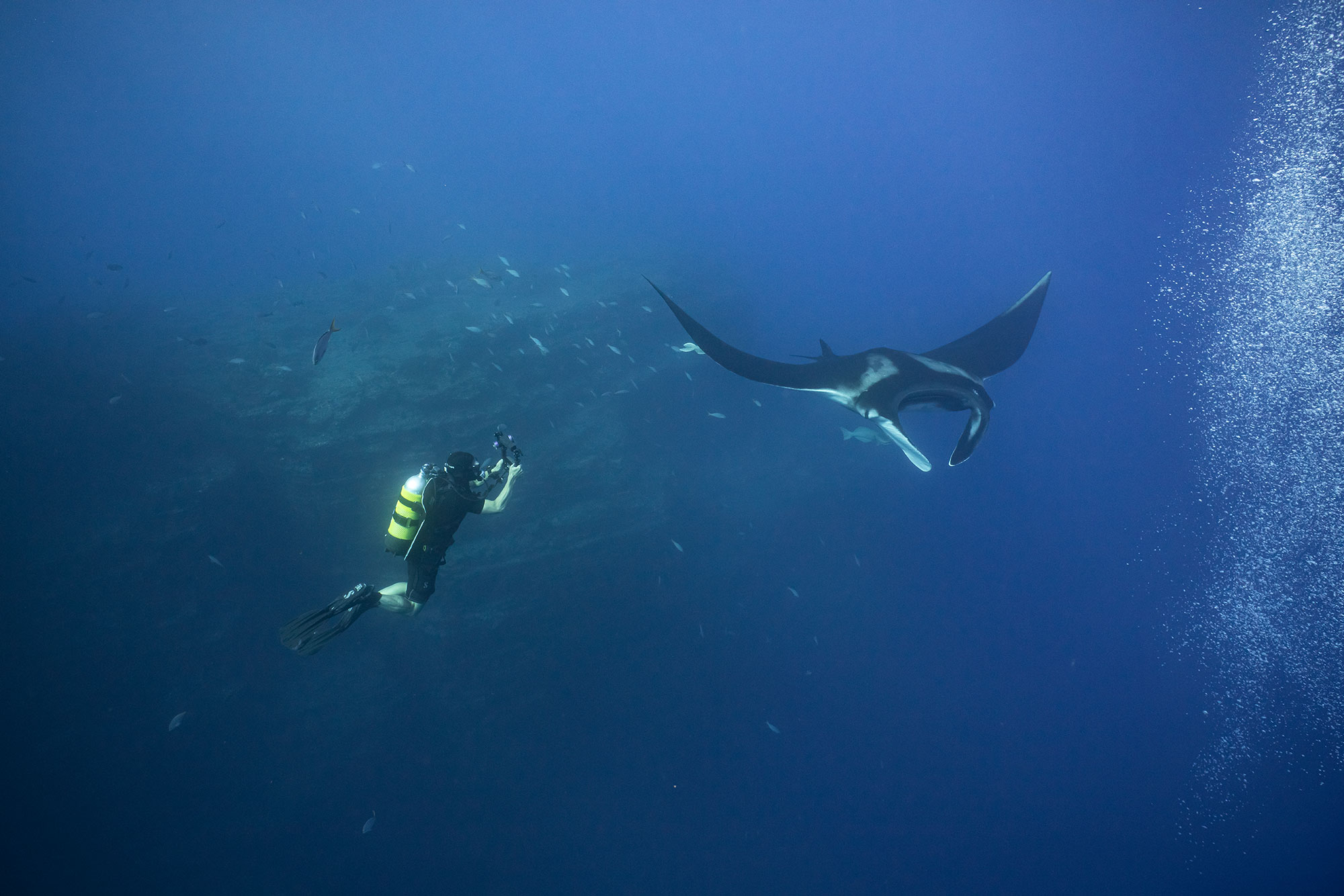 manta sascha