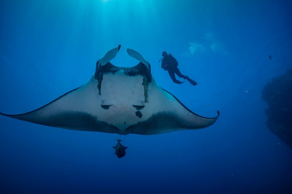 Manta Scorro Diver
