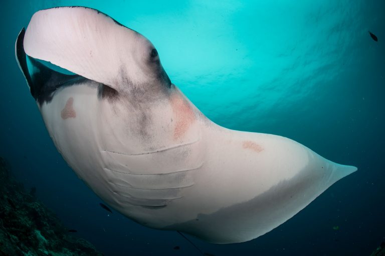 Manta in Raja