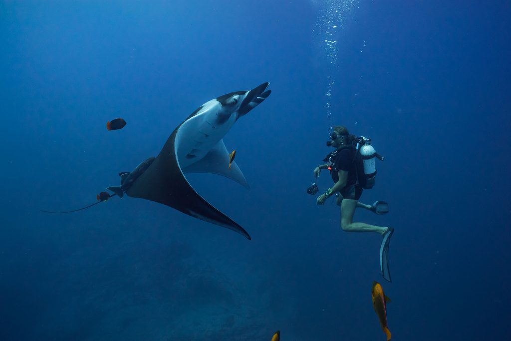 Nautilus Undersea 10 Mantas Socorro