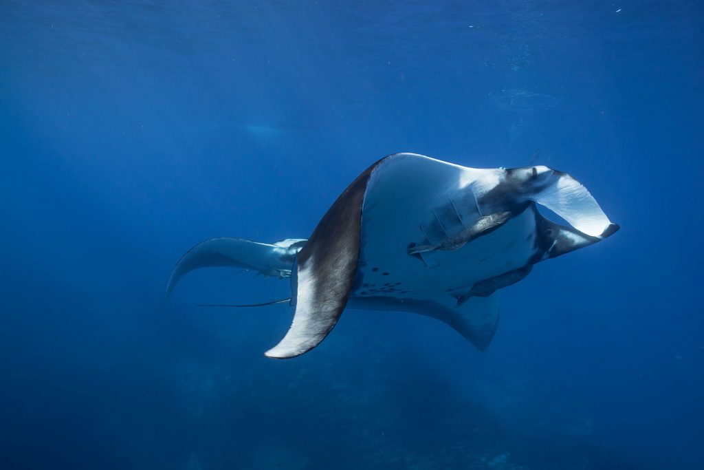 Mantas