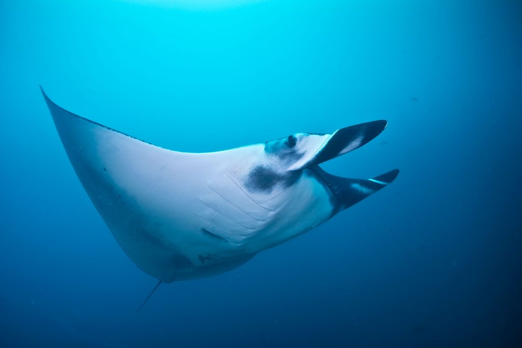 Manta