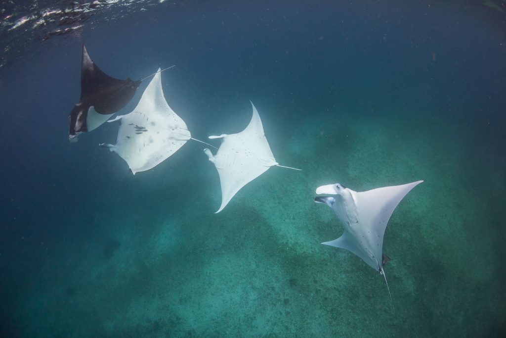 Mantas