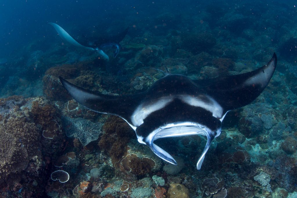 Mantas