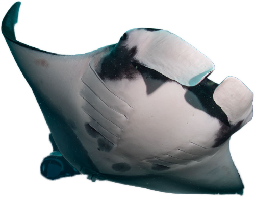 Tauchertraum 3 Manta Rochen