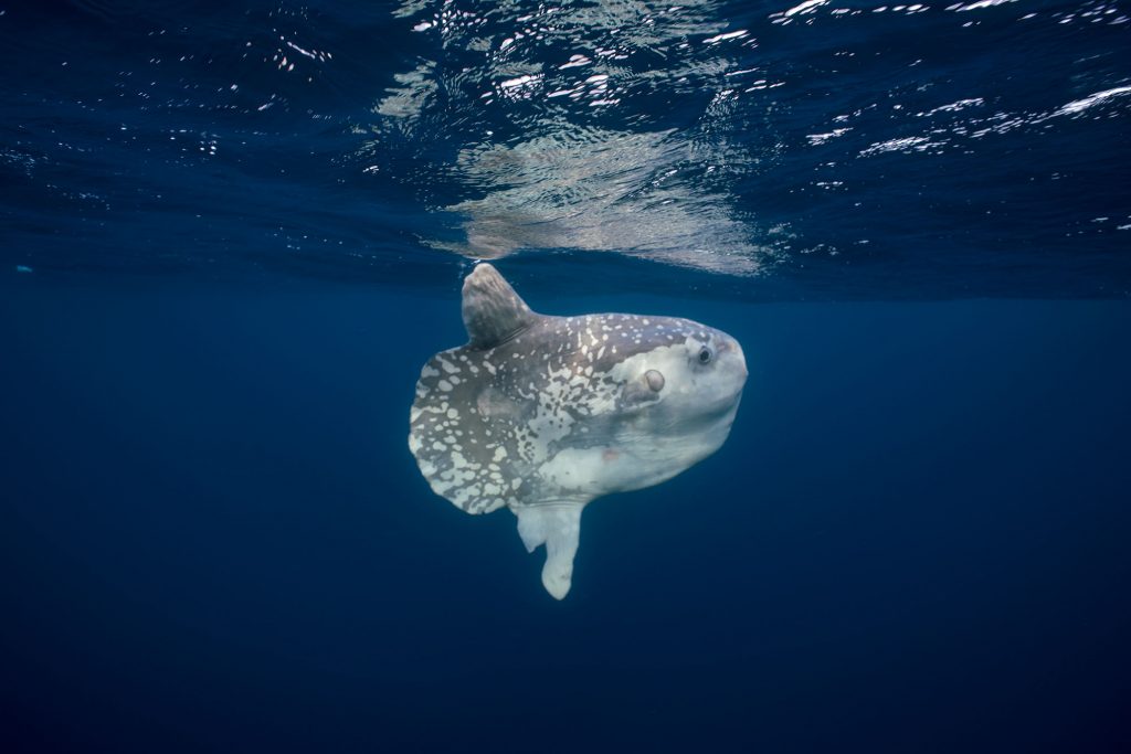 mola