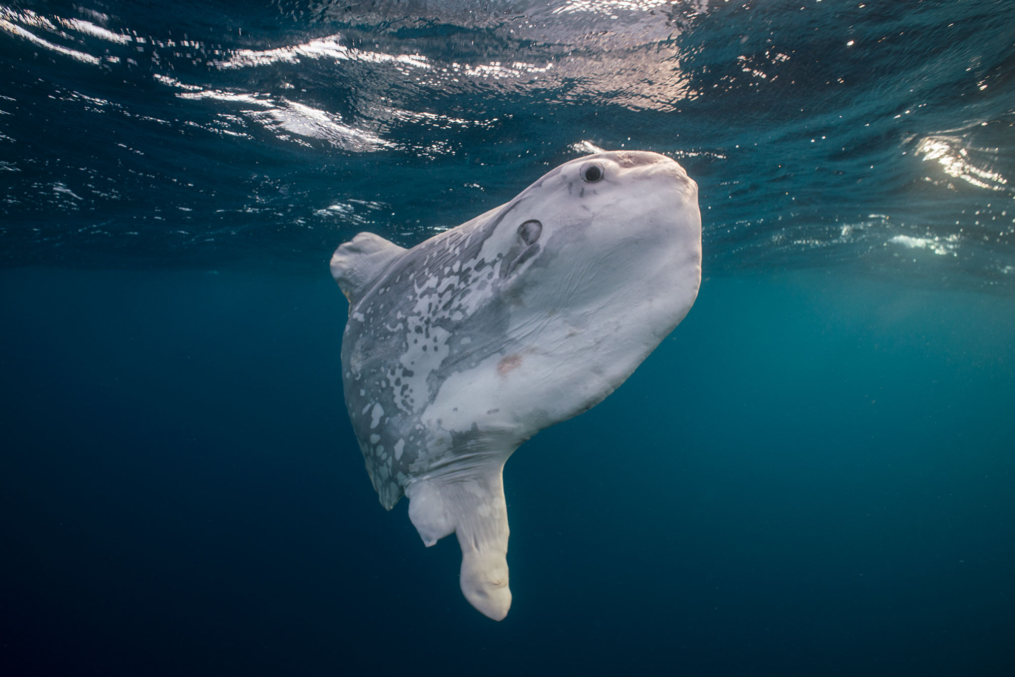 molamola