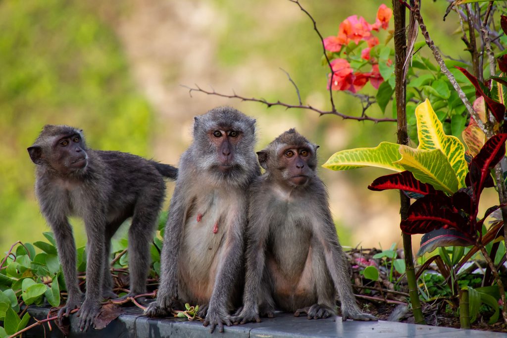 monkeys bali