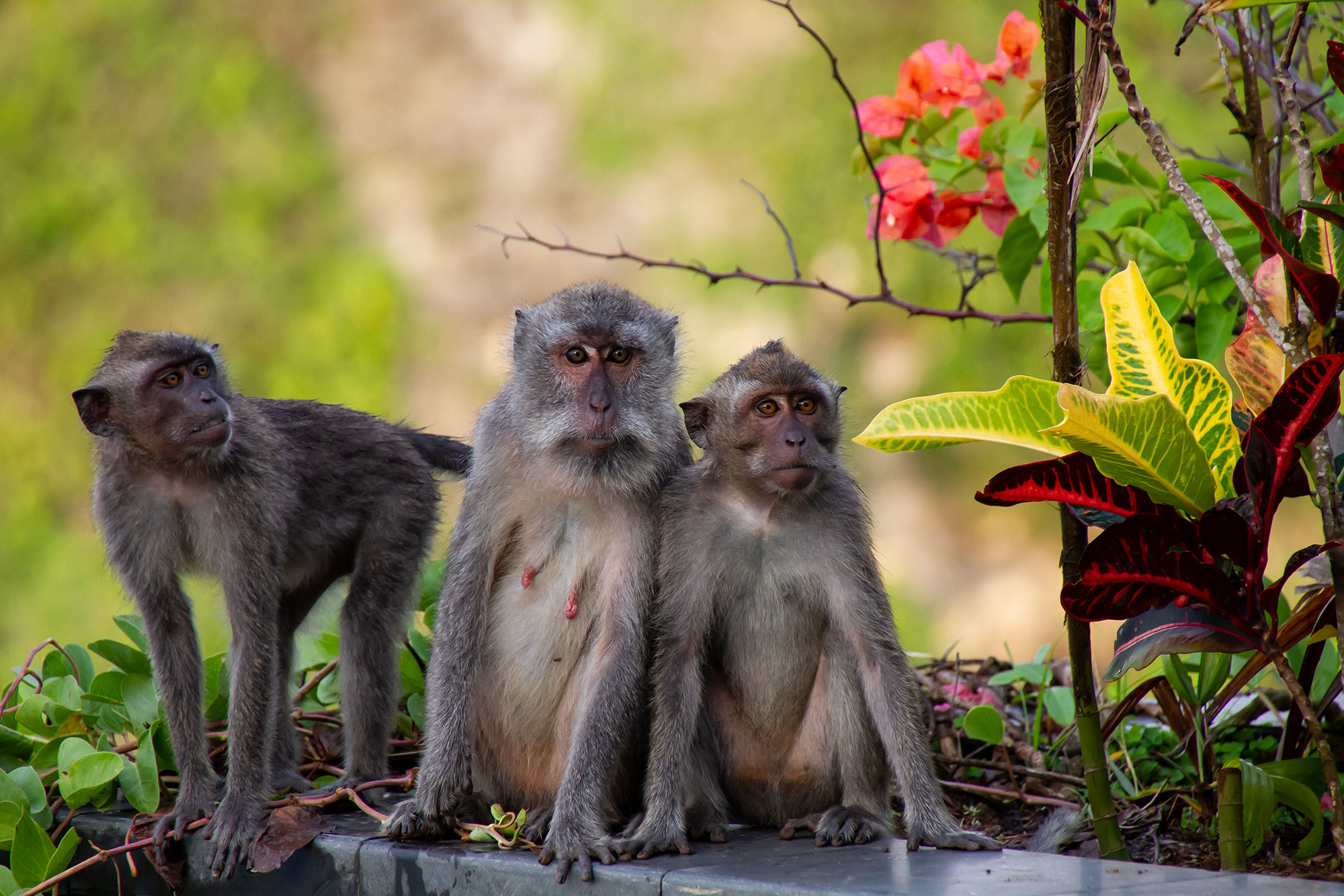 monkeys bali