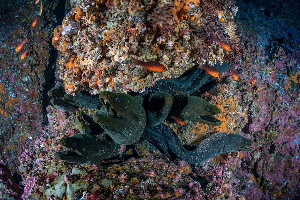 Muränen in Malpelo