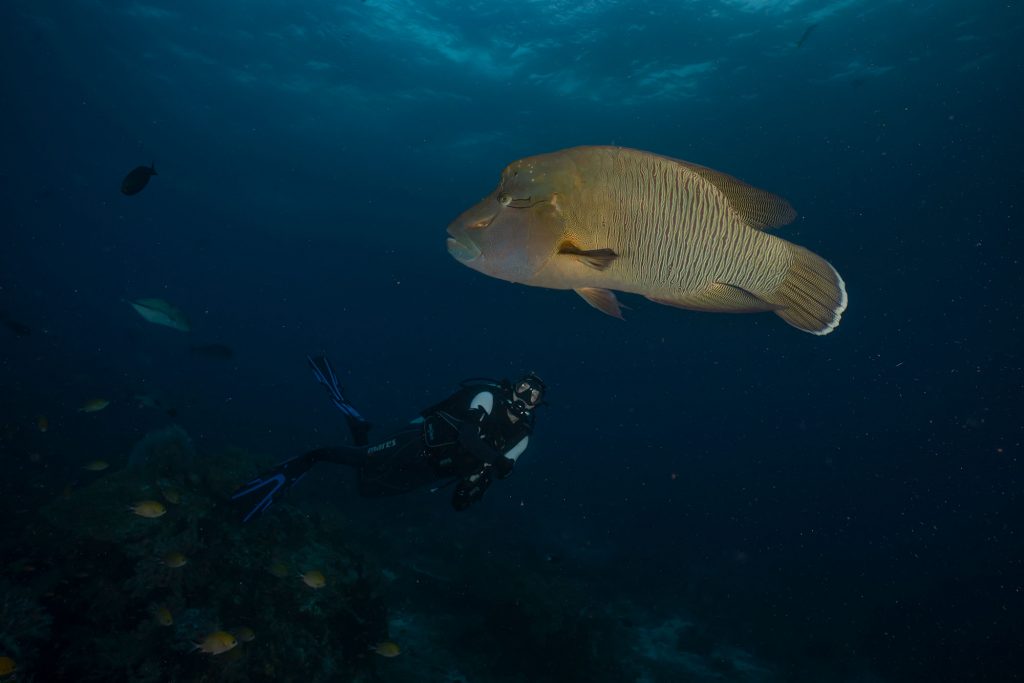 napoleon diver