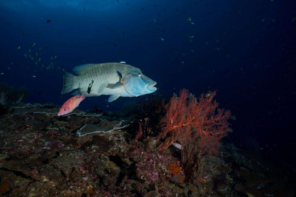 napoleon reef
