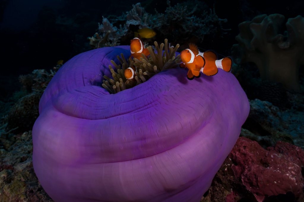 Anemonen