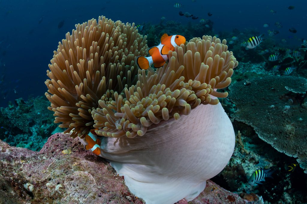 nemo anemone