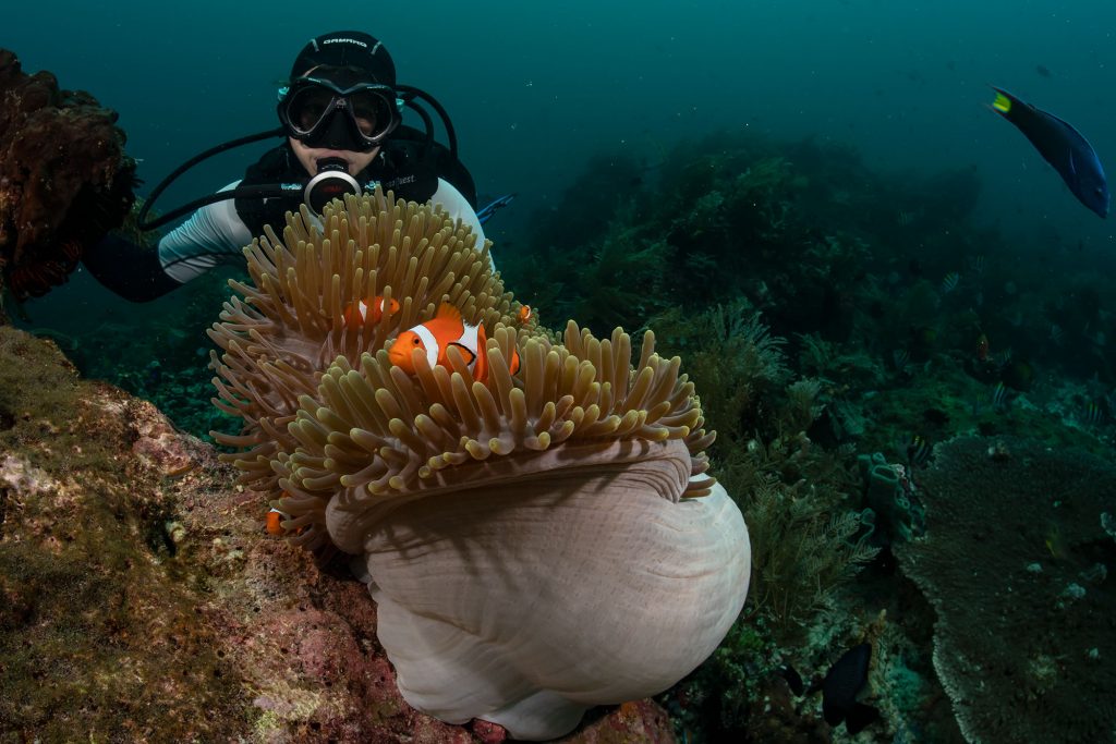 nemo anomonediver