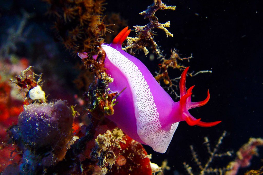 nschnecke2