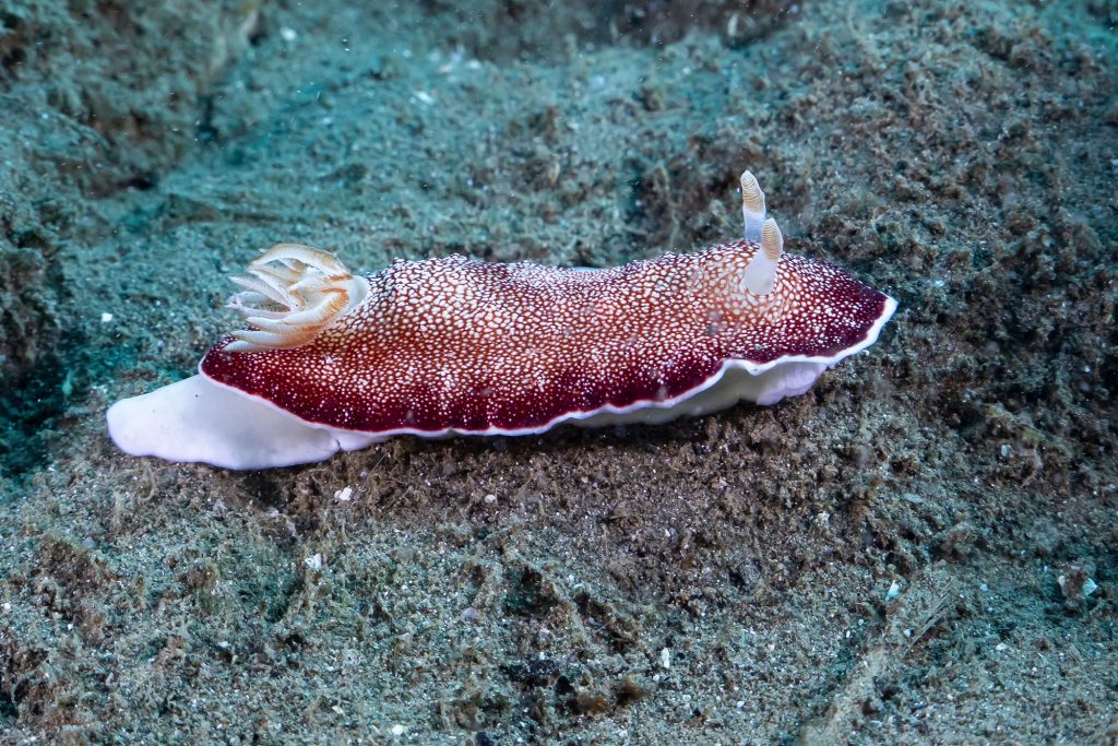 nudi31
