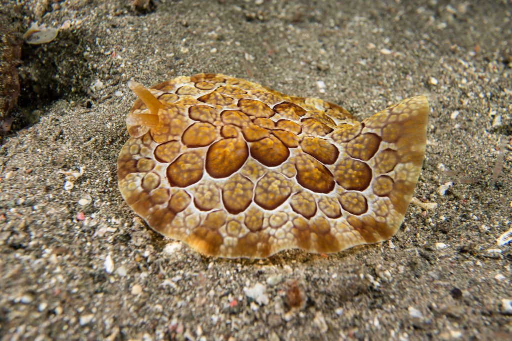 nudi33