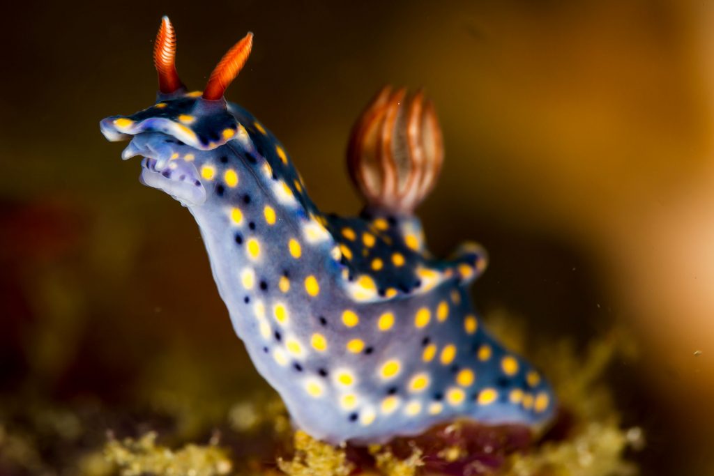 nudi40