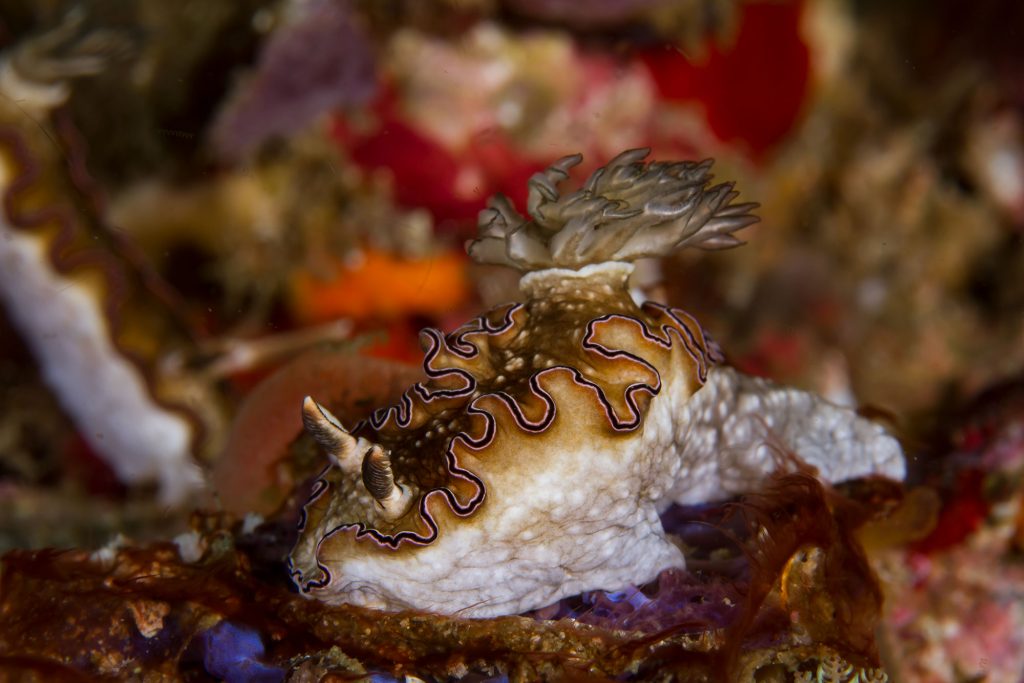 nudi43