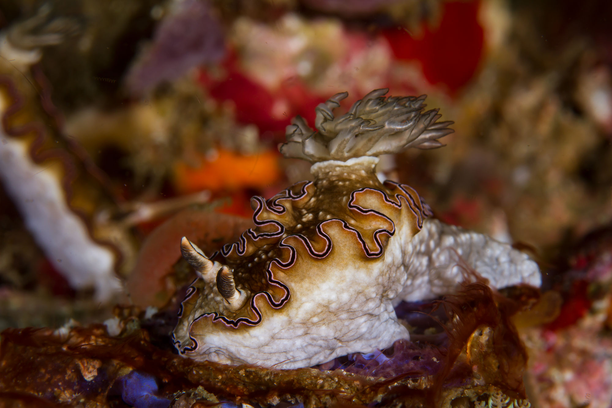 nudi43