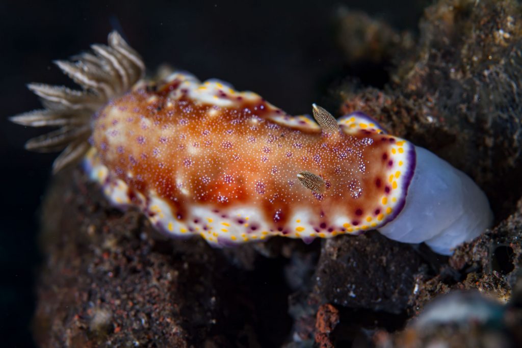 nudi44