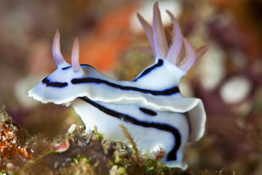 nudi6