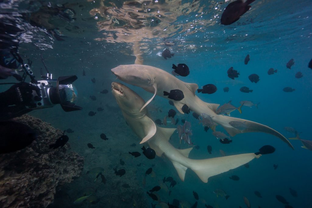 nurseshark