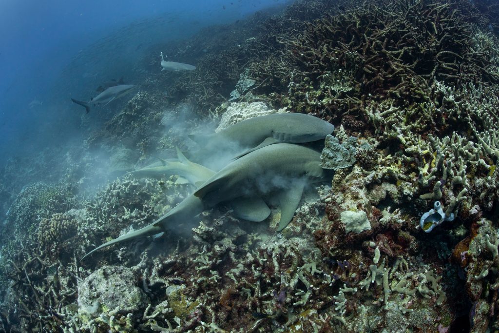 Nurse Sharks