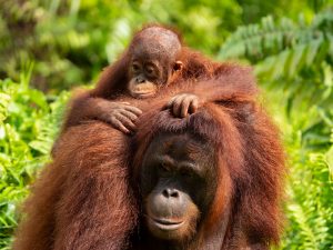 Kalimantan-Borneo