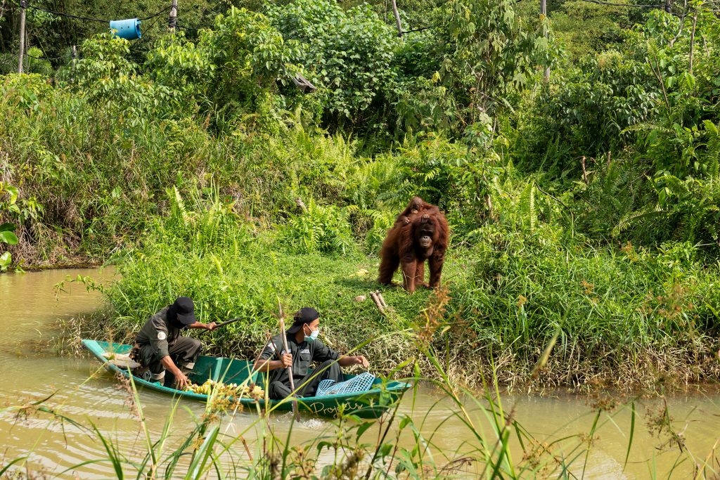 orang3