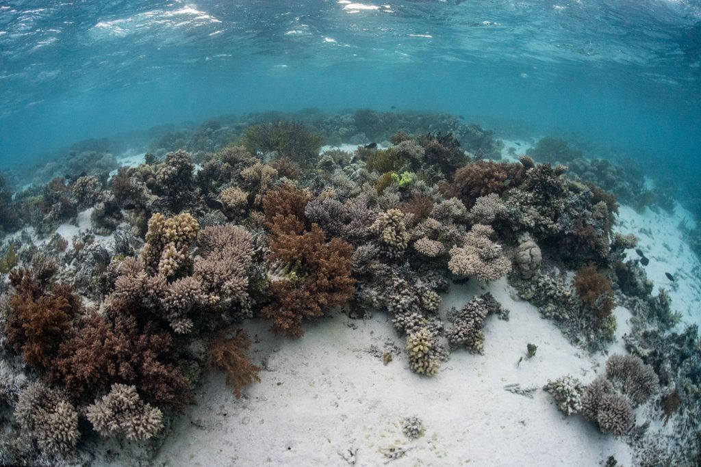 Palau Coral Garden
