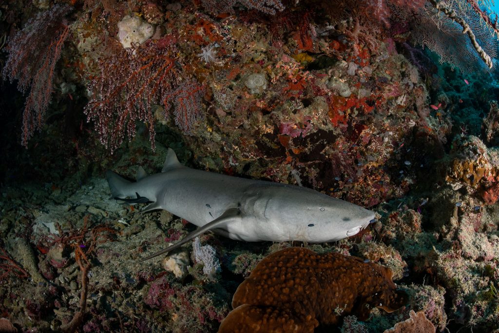 Nurseshark