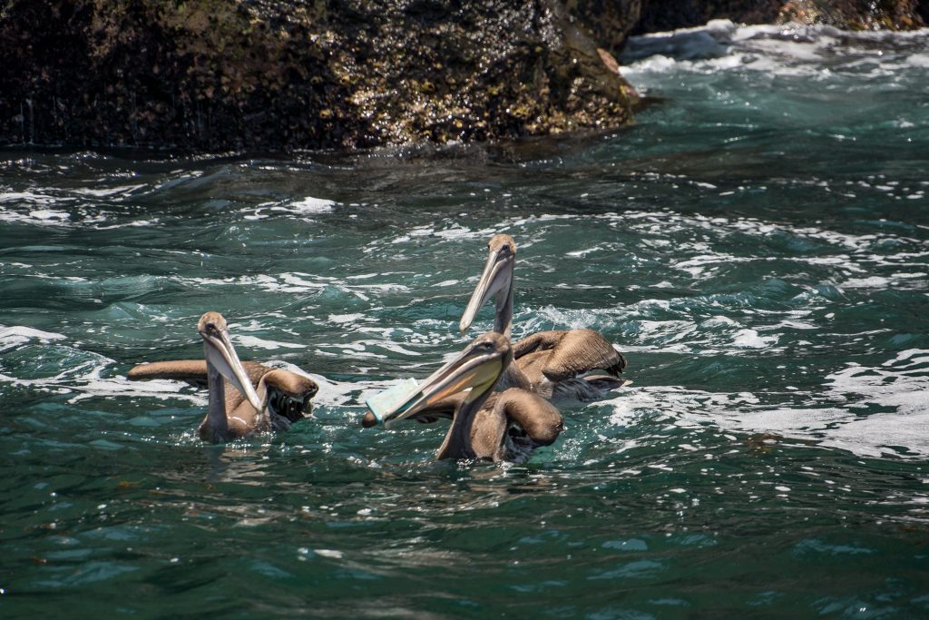 Pelican