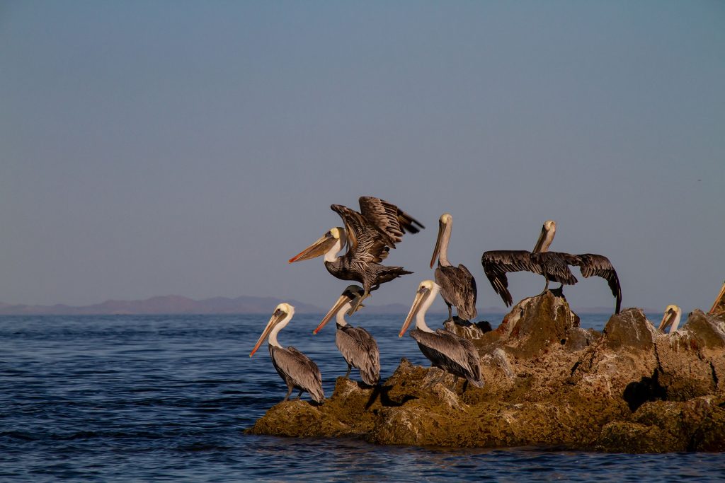 Baja Pelicans