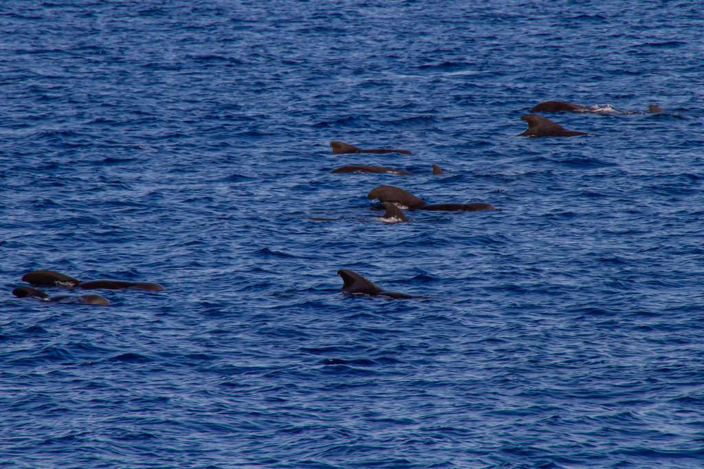 whales