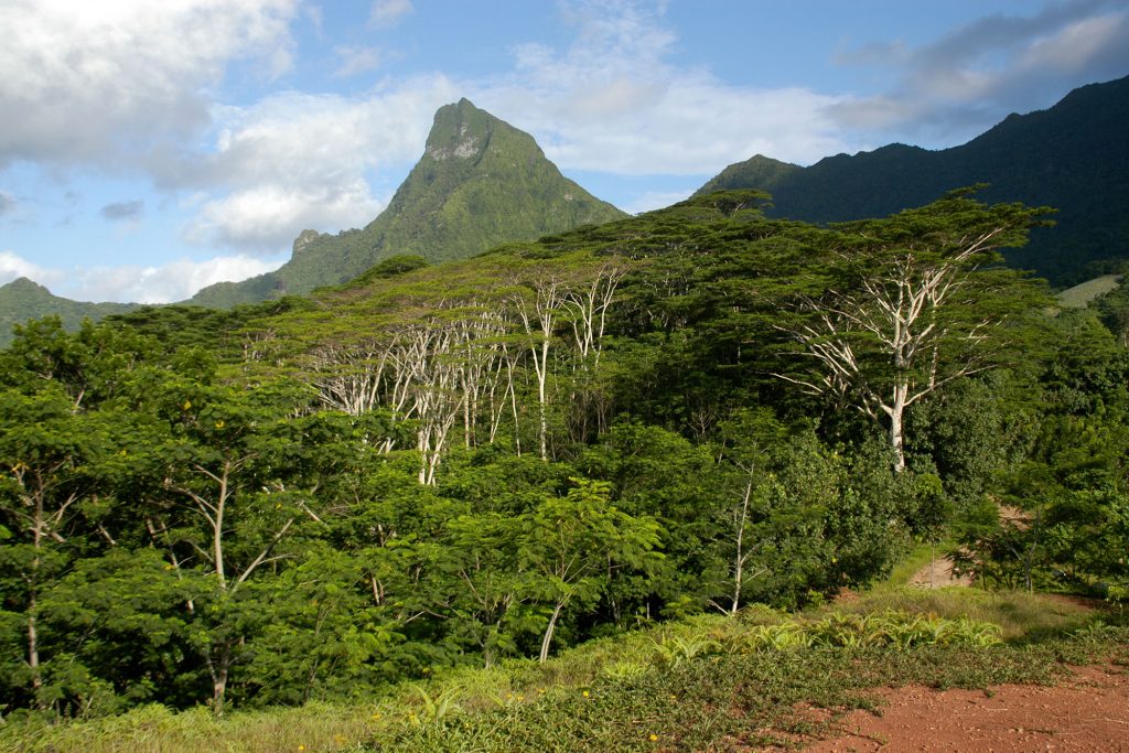 pineapplemountain