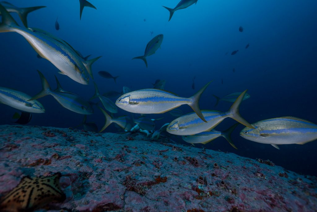 Rainbowrunner Malpelo