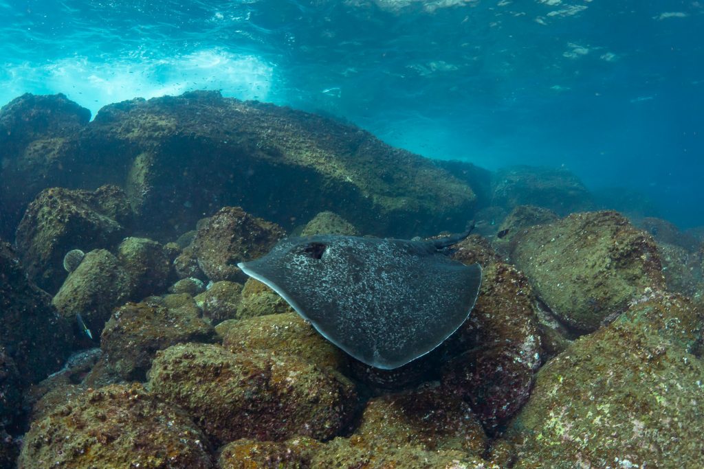 Stingray